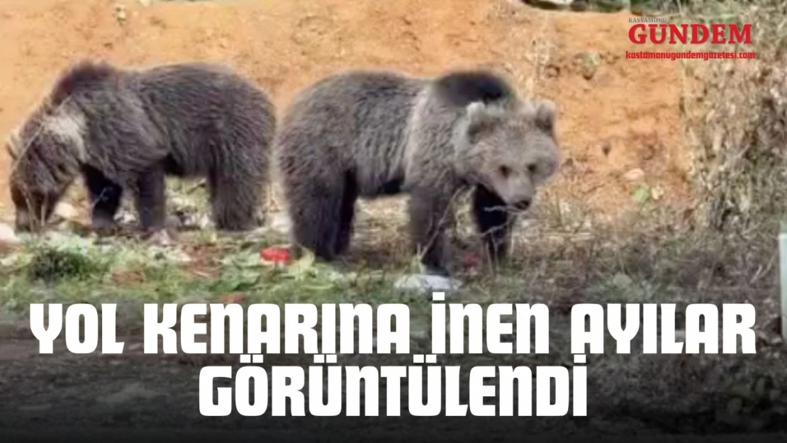 Küre'de Yol Kenarına İnen Ayılar Görüntülendi