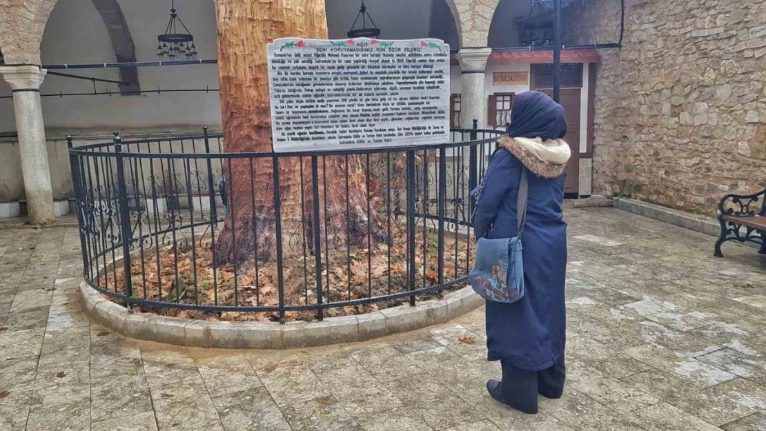 350 Yıllık Ağacı Heykele Dönüştürdüler