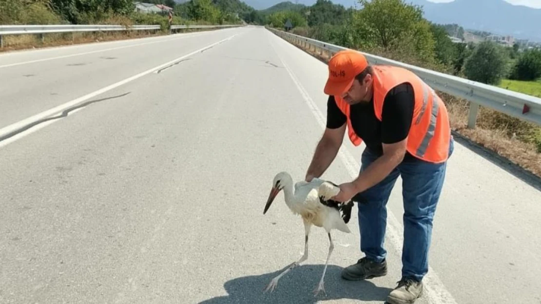 Leylek Tedavi Altına Alındı