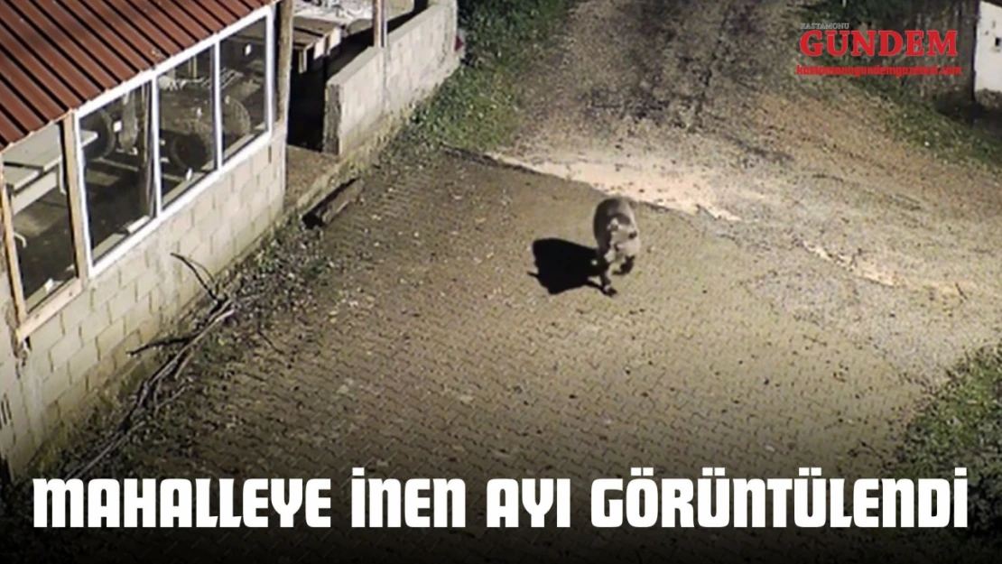 Mahalleye İnen Ayı Görüntülendi