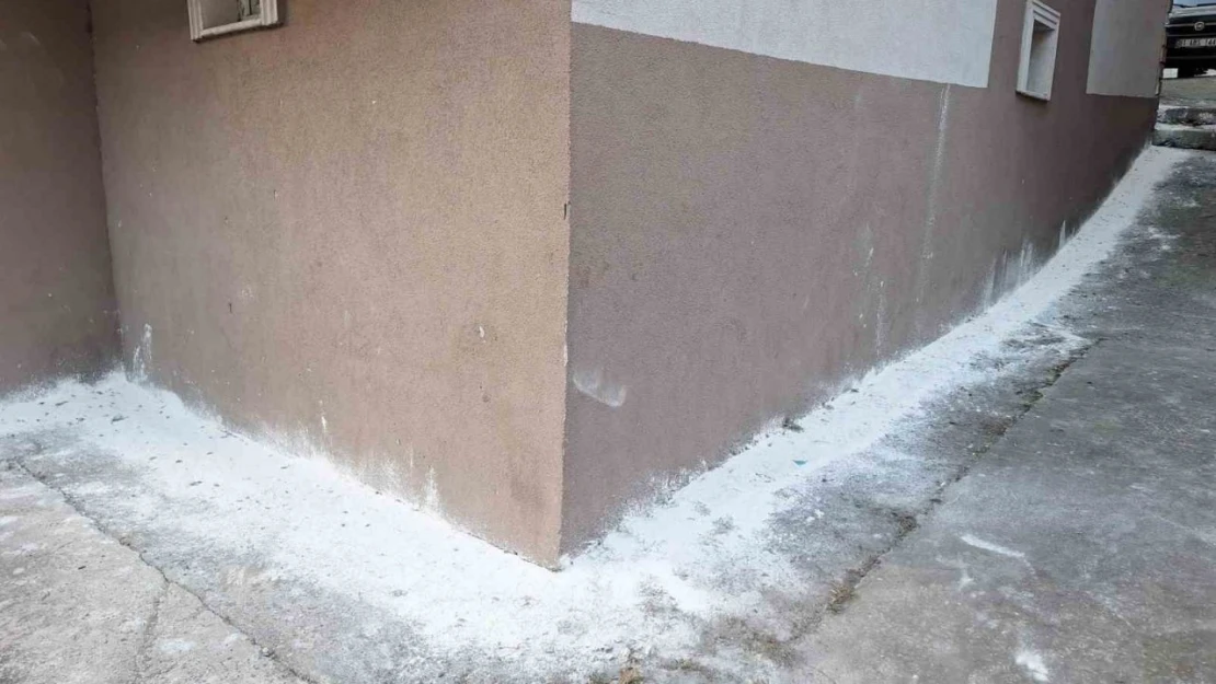 Mahalleyi Böcekler Bastı