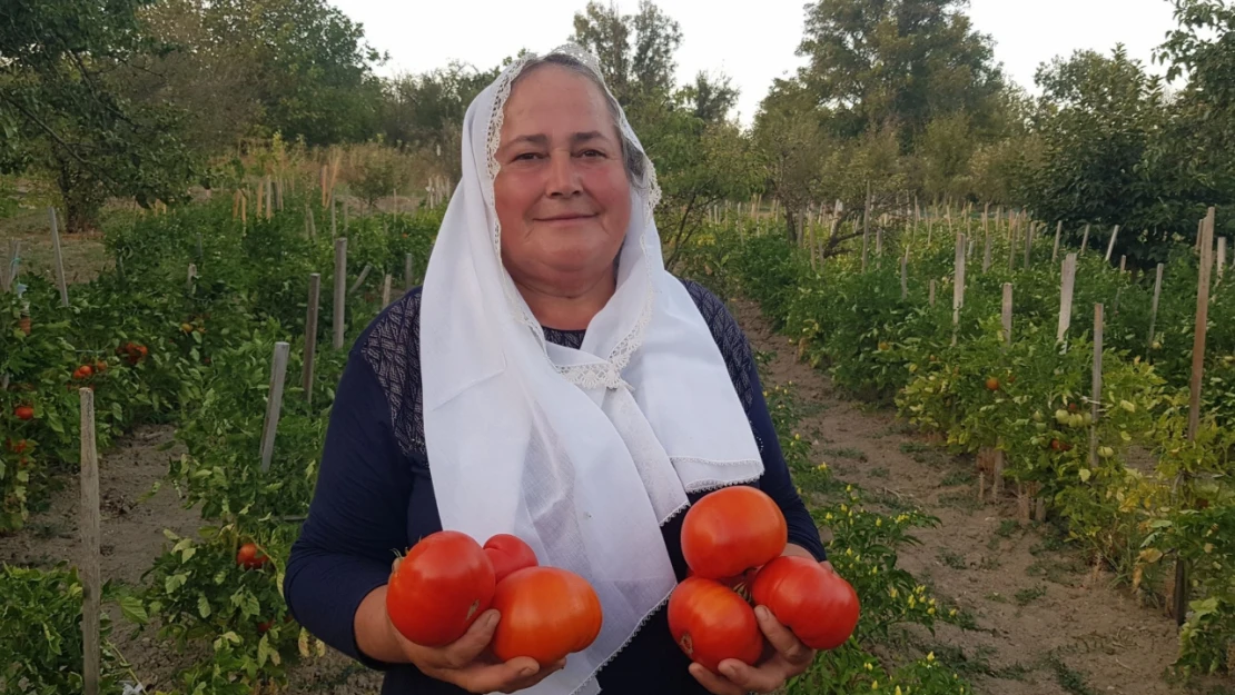 Maniye domatesinde hasat sürüyor