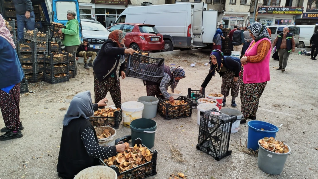 Mantarlar, Türkiye'nin Farklı Kentlerinden Alıcı Buluyor