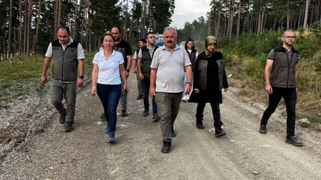 Meşcere bakımı yapılacak sahalar incelendi