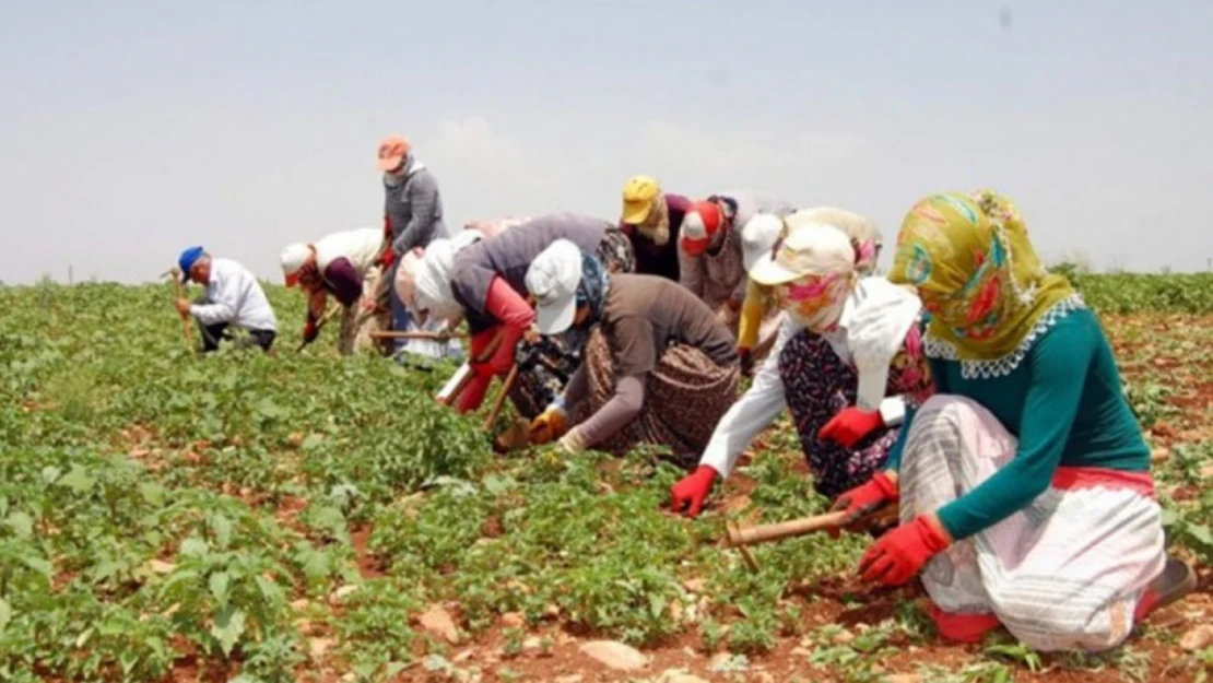 Mevsimlik Tarım İşçilerinin Ücretleri Yüzde 114,6 Arttı