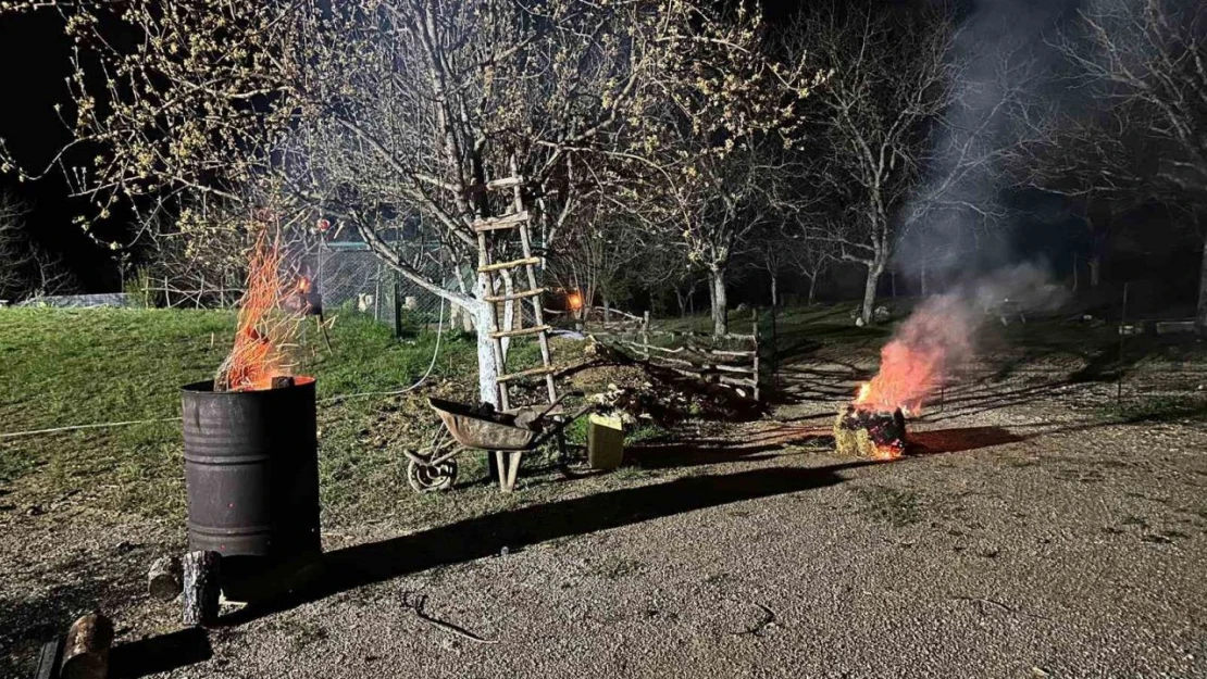 Meyve Ağaçlarını Ateş Yakarak Koruyor
