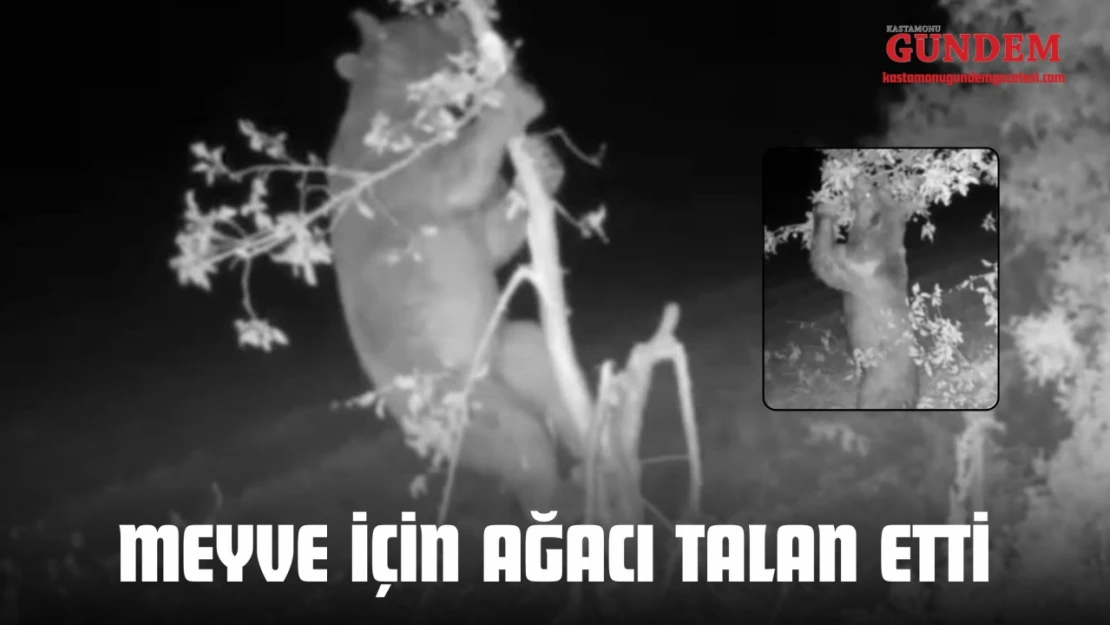Meyve İçin Ağacı Talan Etti