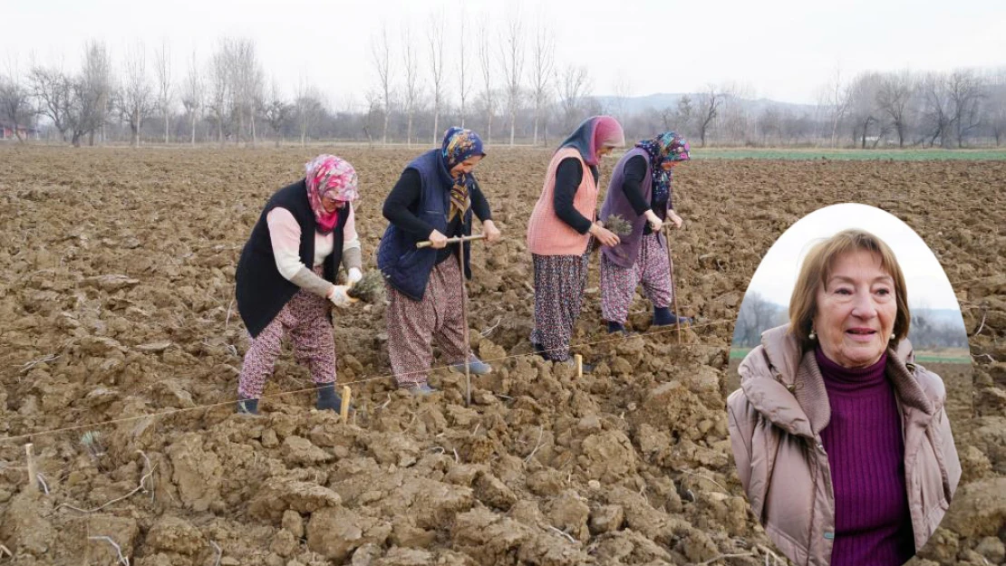 Miras kalan arazileri lavantayla buluşturdu