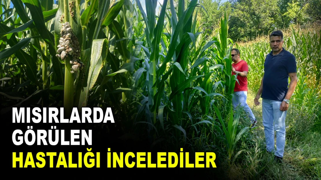 Mısırlarda Görülen Hastalığı İncelediler