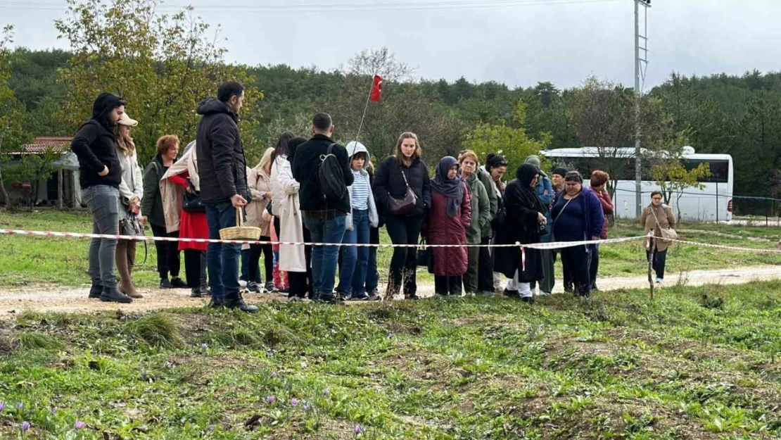 O Safran İçin Tarlalara Akın Ediyorlar