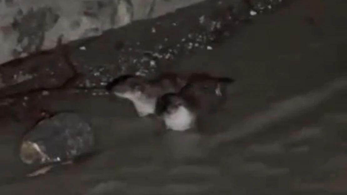 Nesli Tükenmekte Olan Su Samurları Görüntülendi