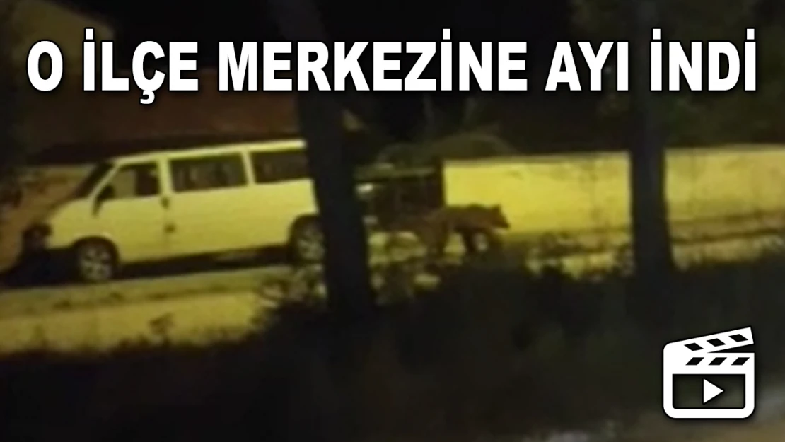 O İlçe Merkezine Ayı İndi