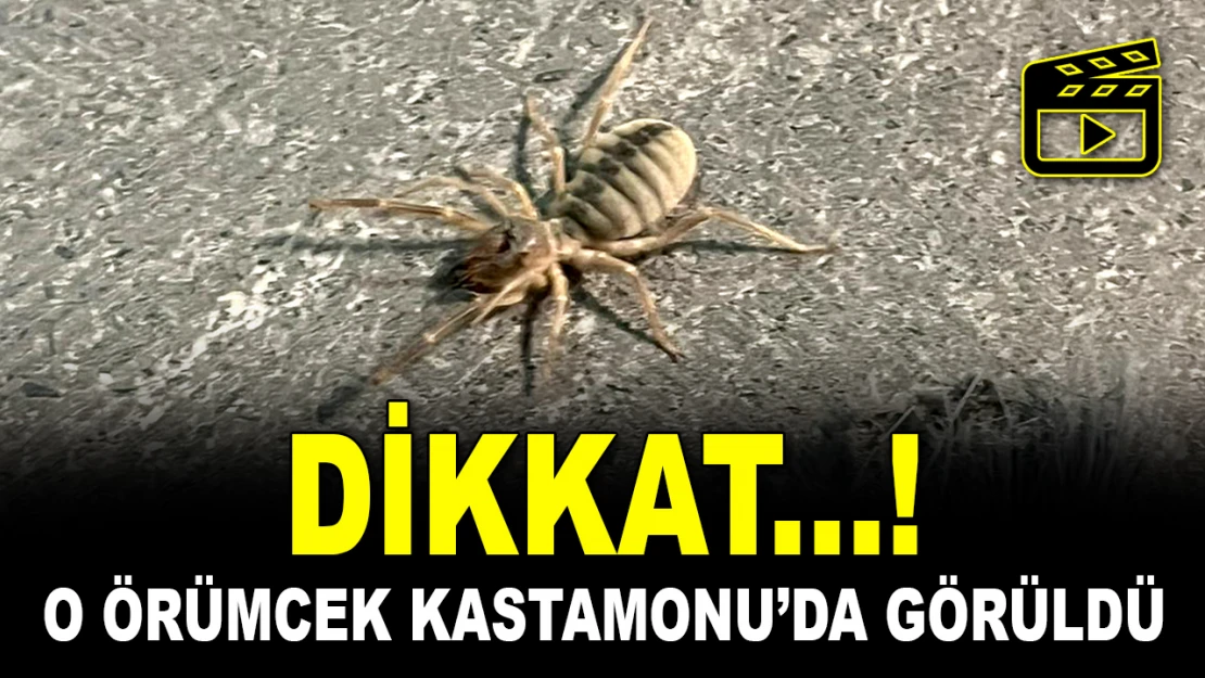 O Örümcek Kastamonu'da Görüldü!