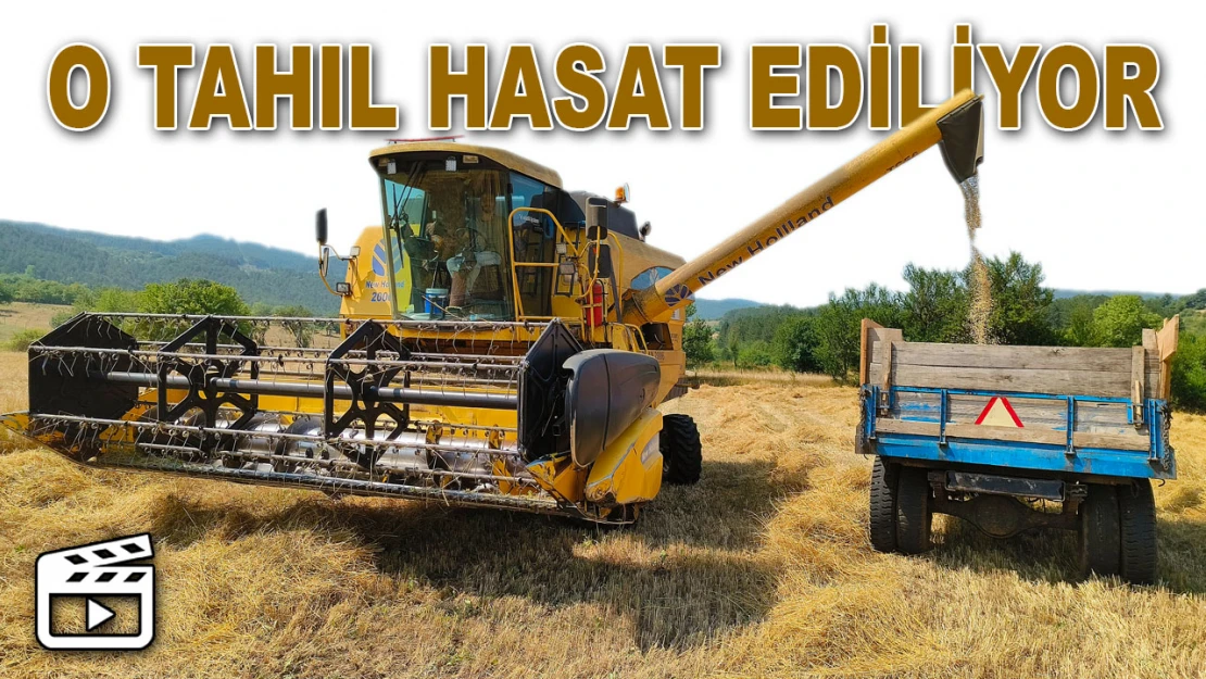 O Tahıl Hasat Ediliyor