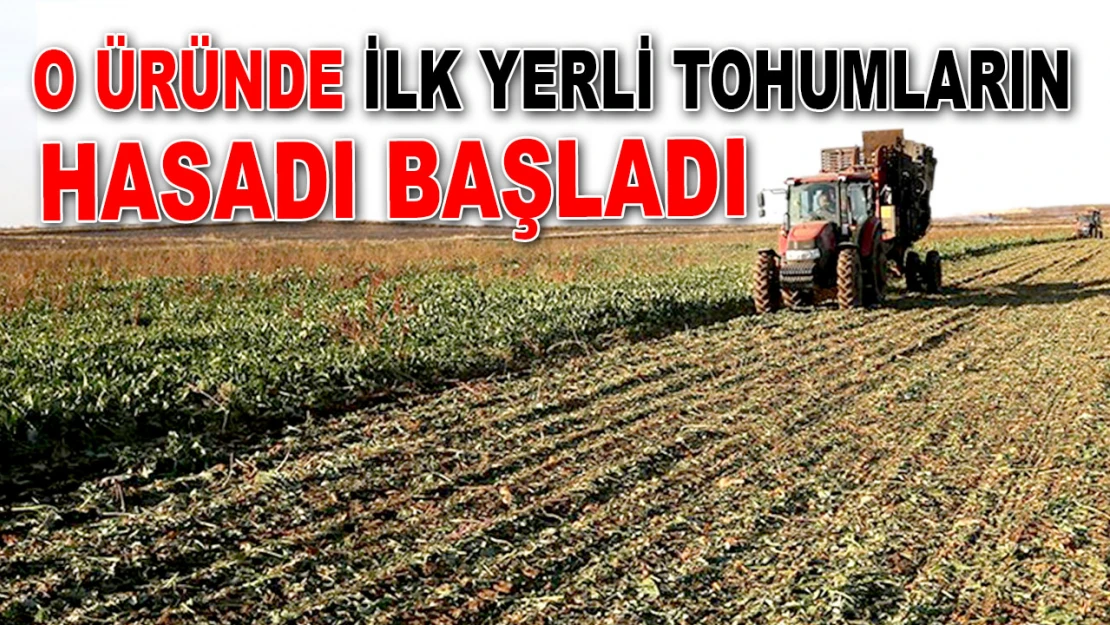 O Üründe İlk Yerli Tohumların Hasadı Başladı