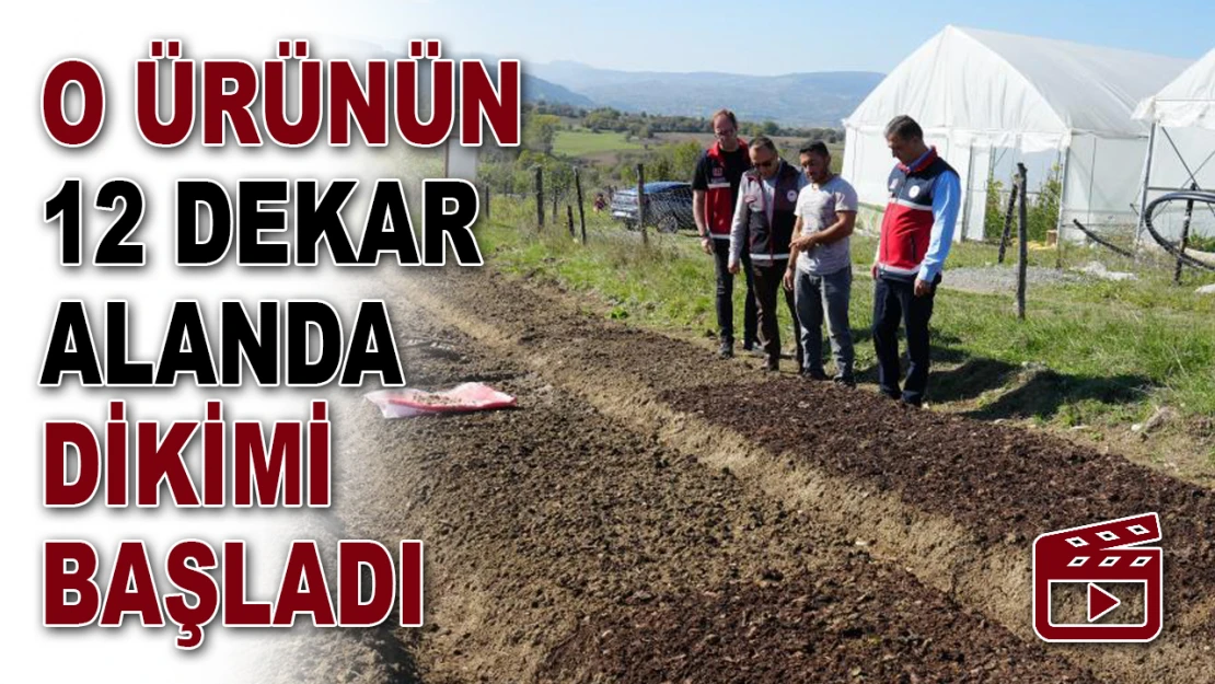 O Ürünün 12 Dekar Alanda Dikimi Başladı