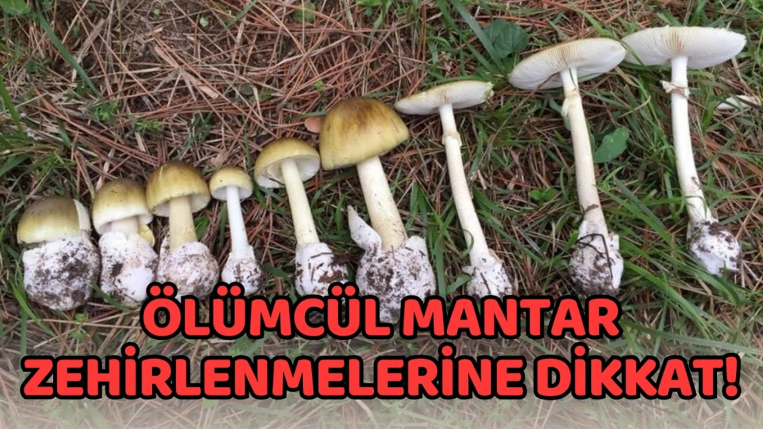 Ölümcül Mantar Zehirlenmelerine Dikkat!