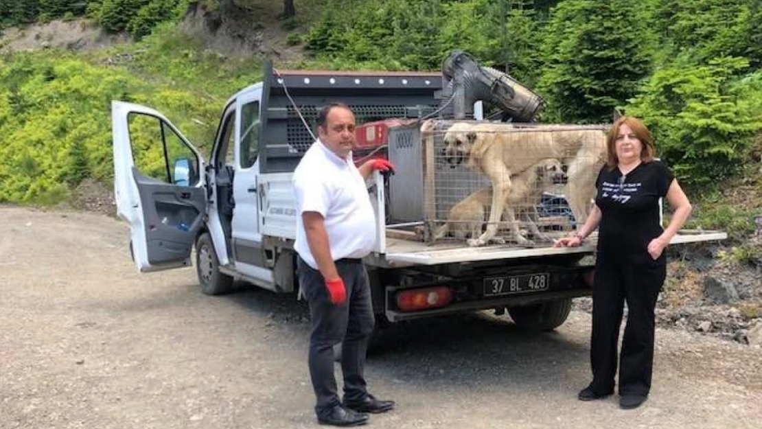 Ölüme terk edilen köpekler kurtarıldı