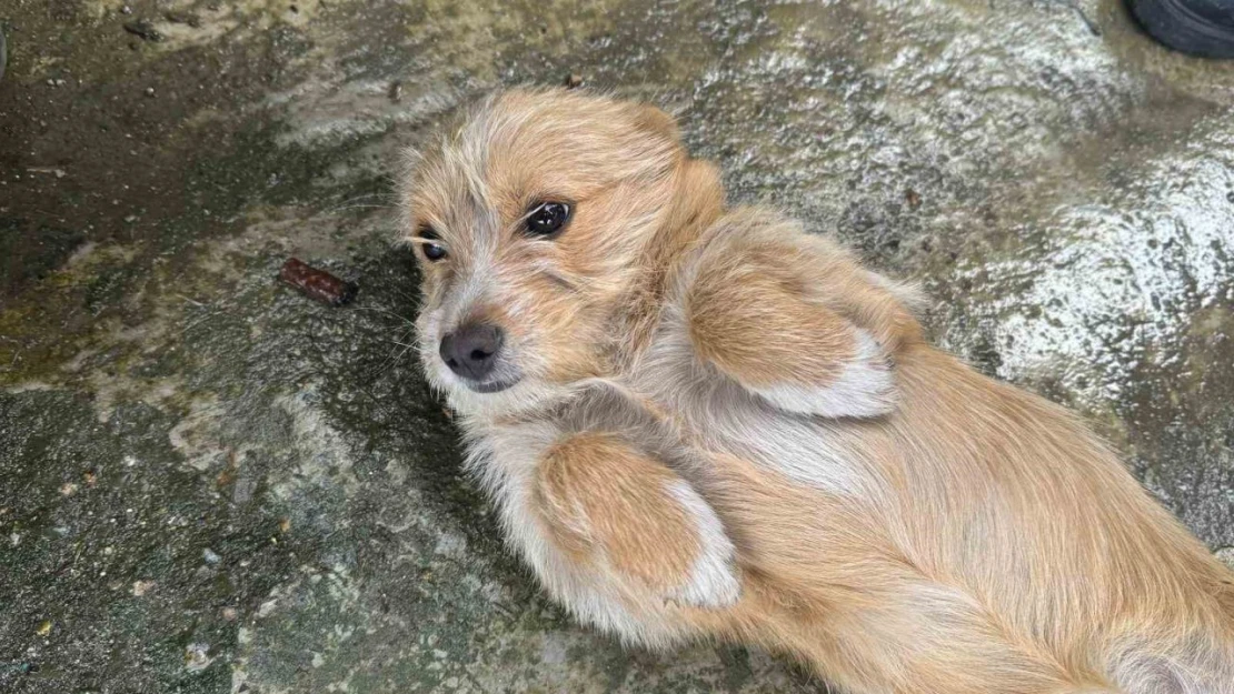 Köpeğini Sokağa Bırakıp Gitti