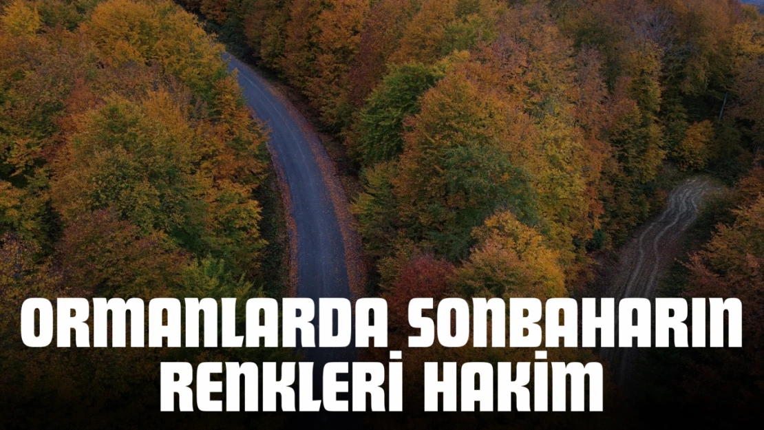 Ormanlarda Sonbaharın Renkleri Hakim