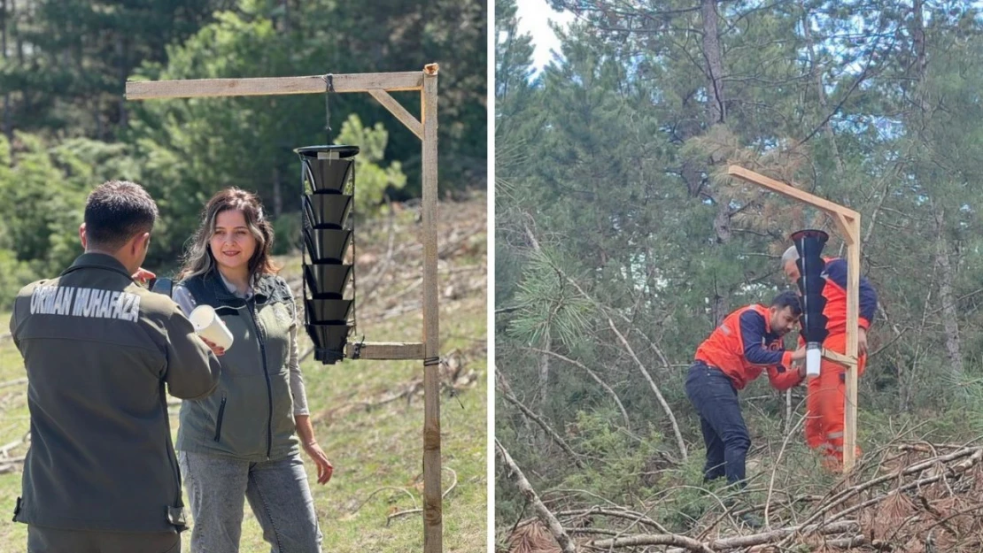 Ormanları Kurutan Böceğe Karşı Sıkı Önlem