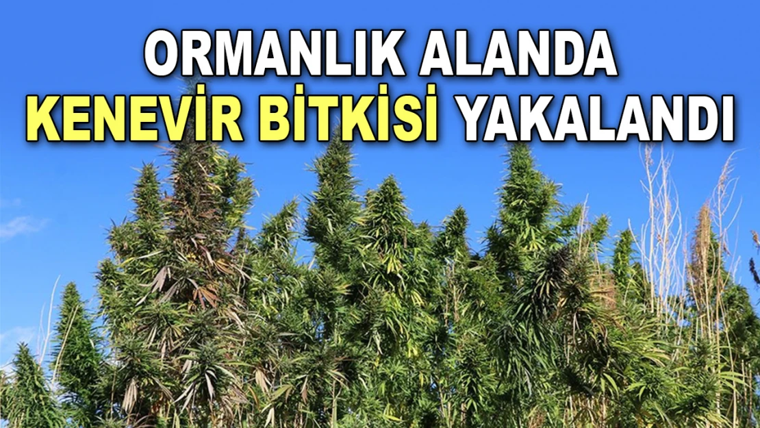 Ormanlık Alanda Kenevir Bitkisi Yakalandı