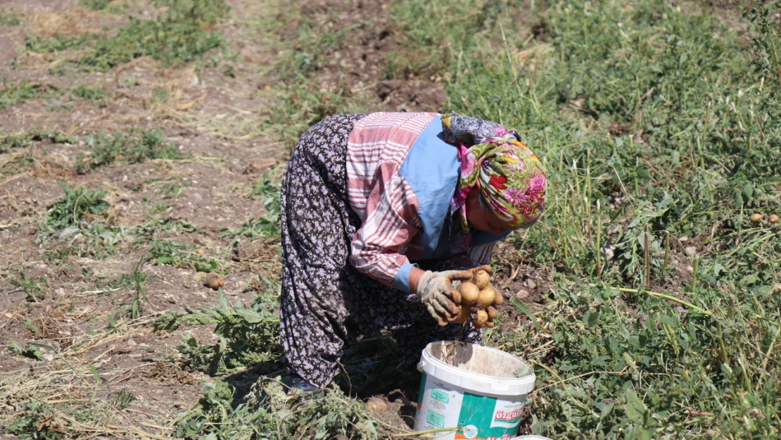 Patates diyarı Bolu'da hasat başladı