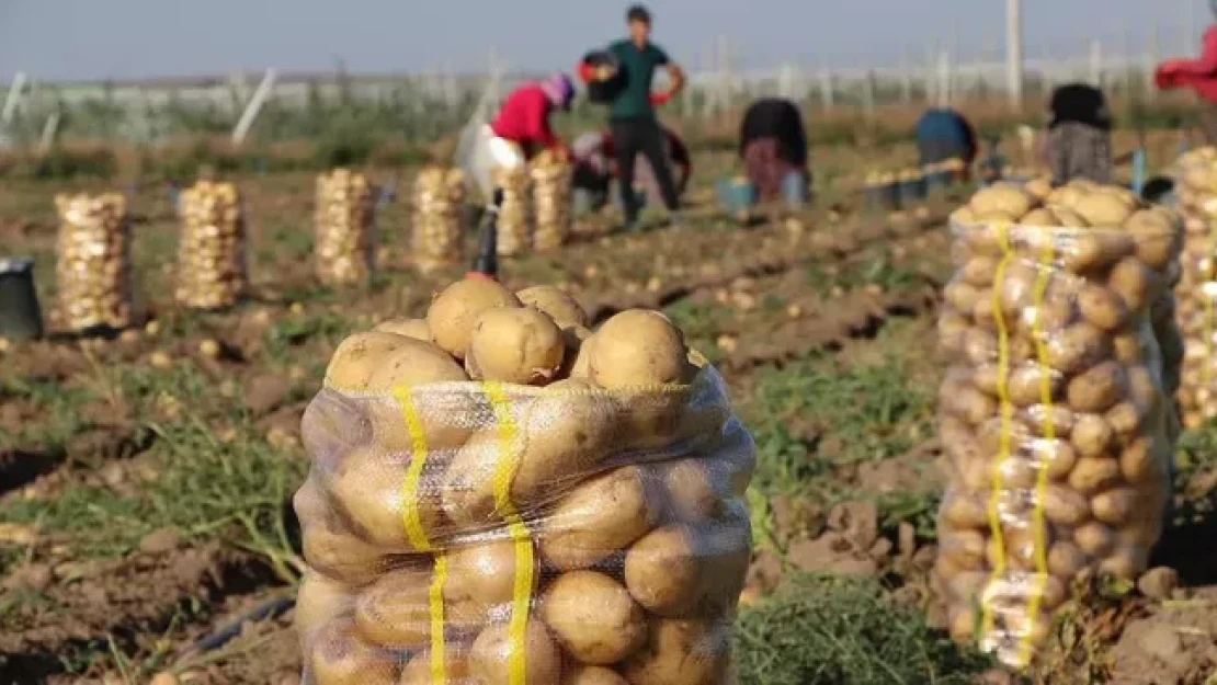 Patates tohumu için destek başvuruları başladı