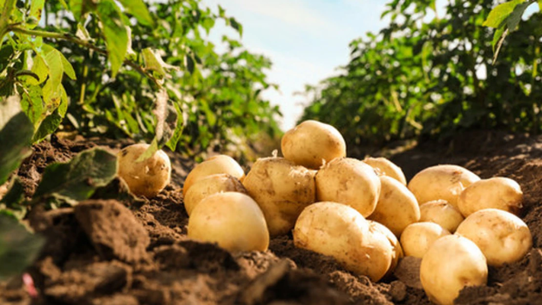 Patates Yetiştireceklerin Dikkatine