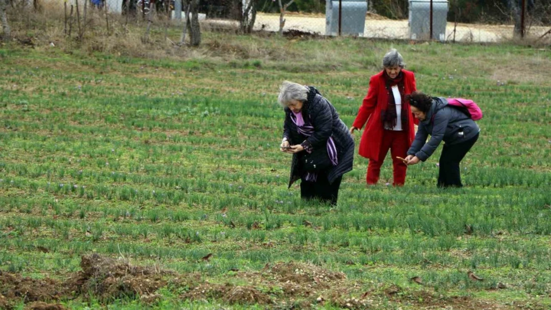 Karabük'te O Tarlayı 40 günde 70 bin kişi ziyaret etti!