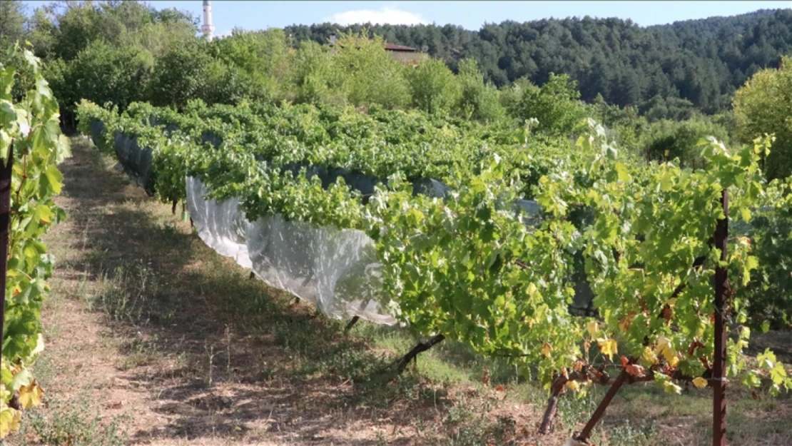 Safranbolu'da Hasat Başladı