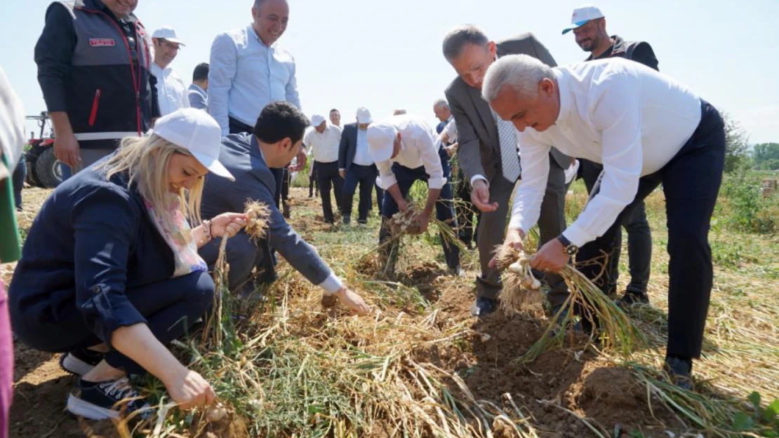 Sarımsak Hasadı Tarla Günü düzenlendi