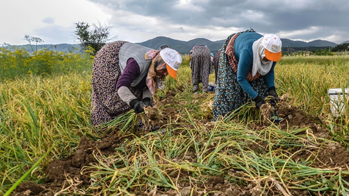 Sarımsak işçilerinin yevmiyesi 300 lira