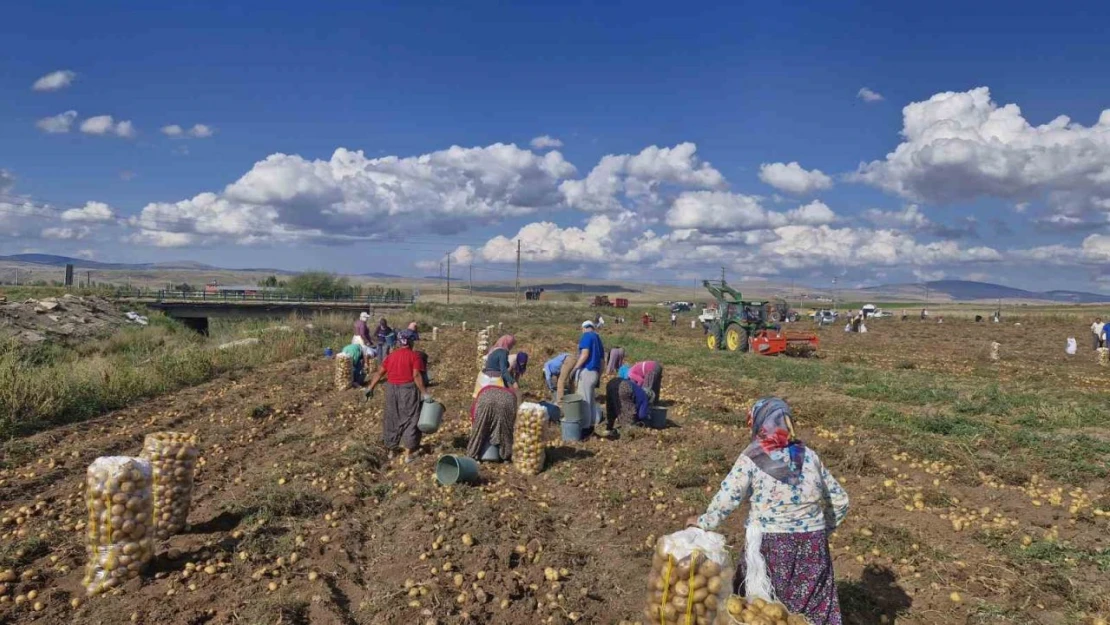 Satamadığı Patatesleri Halka Ücretsiz Dağıttı