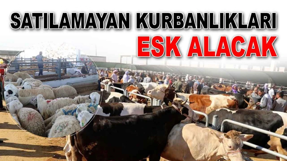 Satılamayan Kurbanlıkları ESK Alacak