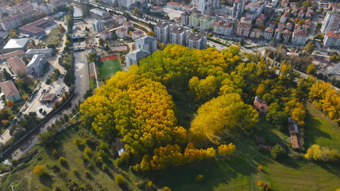 Şehrin Ortasında Bir Tutam Sonbahar