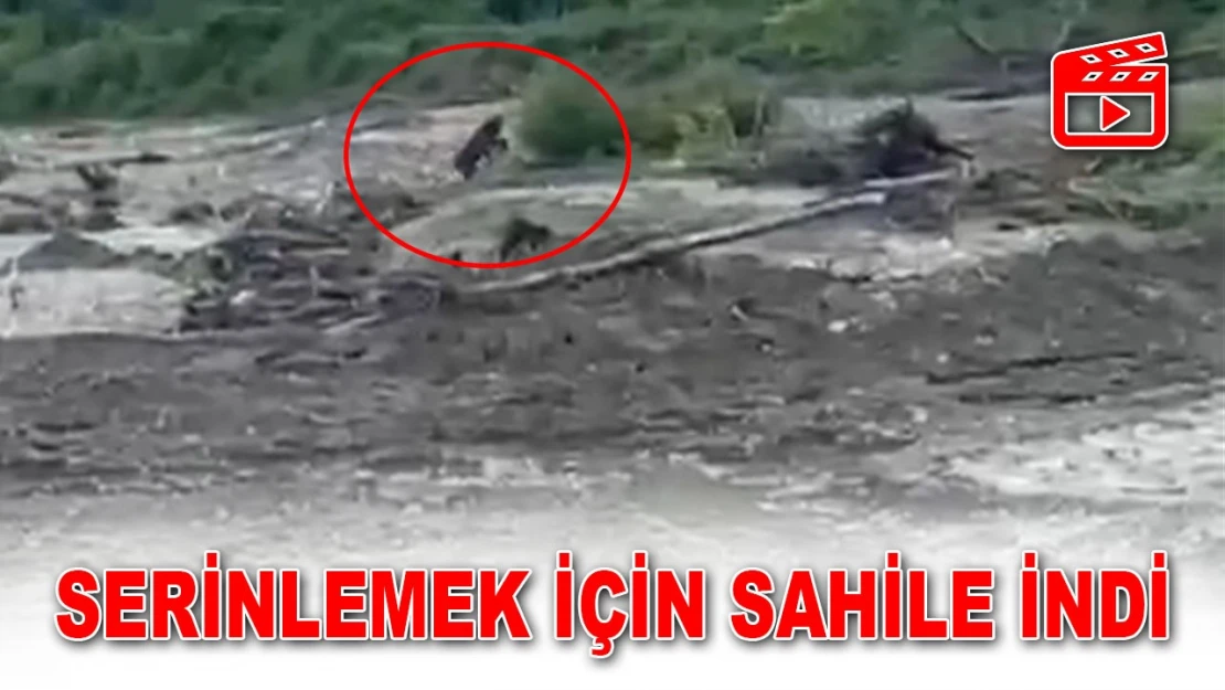 Serinlemek İçin Sahile İndi