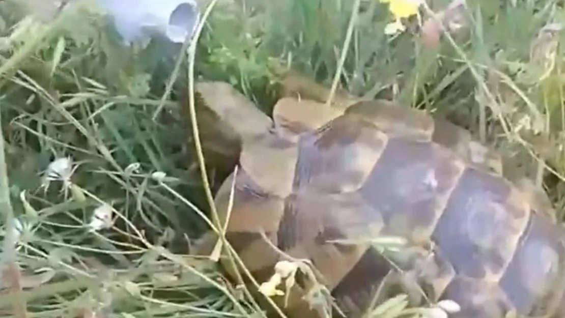 Sıcaktan Bunalan Kaplumbağayı Böyle Serinlettiler