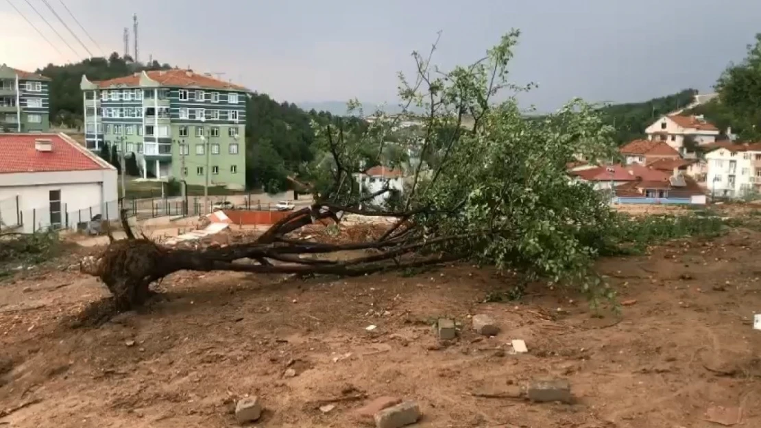 Şiddetli rüzgar ağacı kökünden söktü