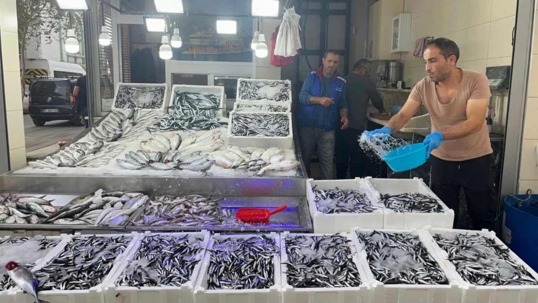 Sinop hamsisi 40 liraya düştü