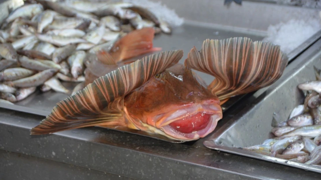 Sinop'ta 4 Kiloluk Kırlangıç Balığı Yakalandı
