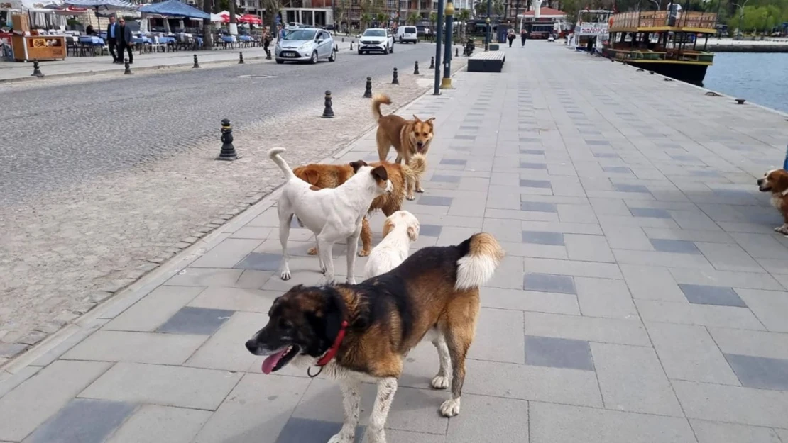 Başıboş Köpekler Vatandaşları Tedirgin Ediyor