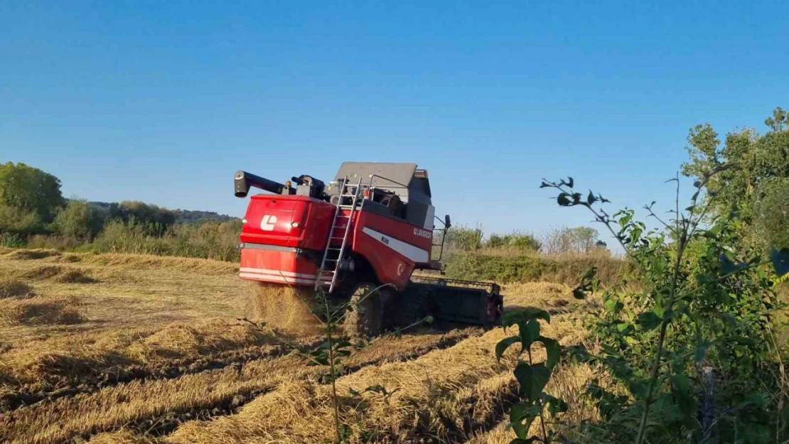 Sinop'ta Çeltik Hasadı