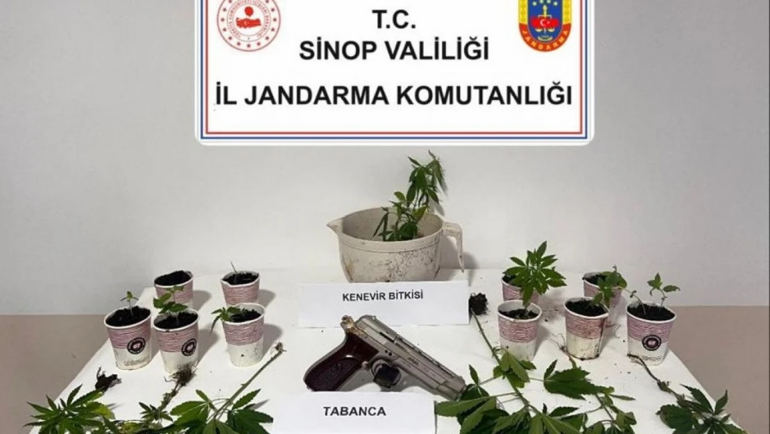 Jandarmadan Kenevir Operasyonu!