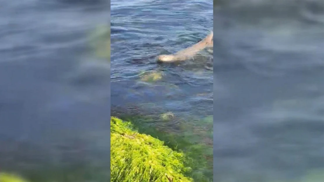 Sinop'ta Nesli Tükenmekte Olan Su Samuru Görüntülendi