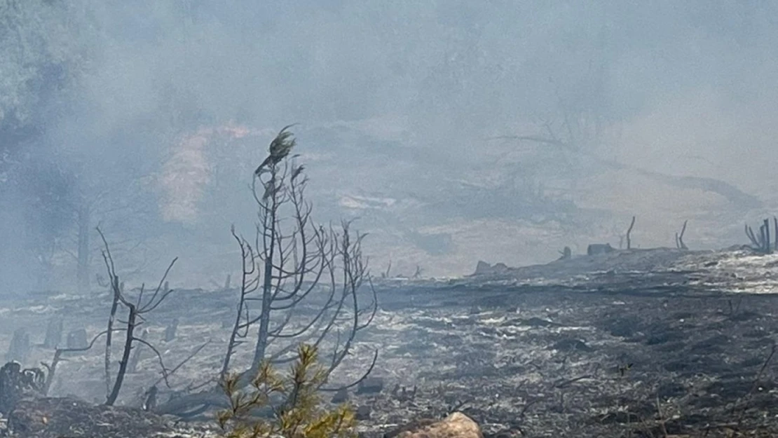 Sinop'ta Orman Yangını