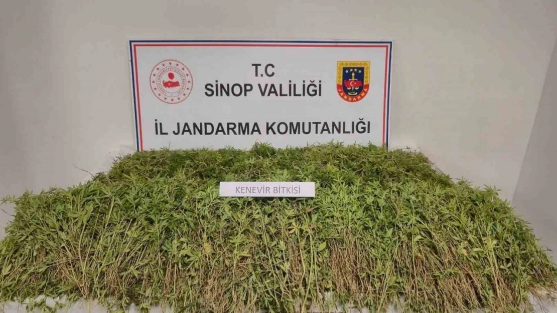 Sinop'ta Tarlada 31 Bin Kök Kenevir Ele Geçirildi