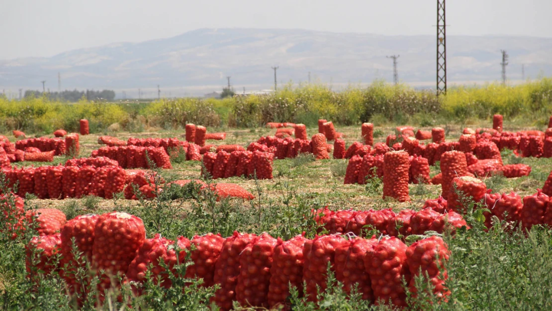 Soğanın kilosu tarlada dört lira