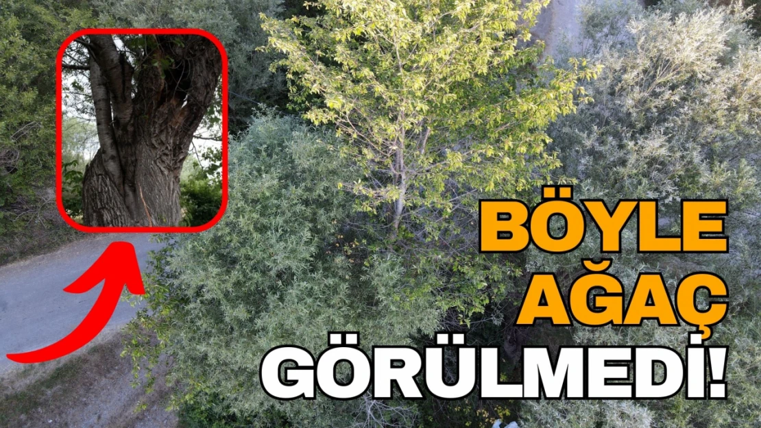 Söğüt Ağacının Gövdesinde Büyüyen Kiraz Ağacı Dikkati Çekiyor