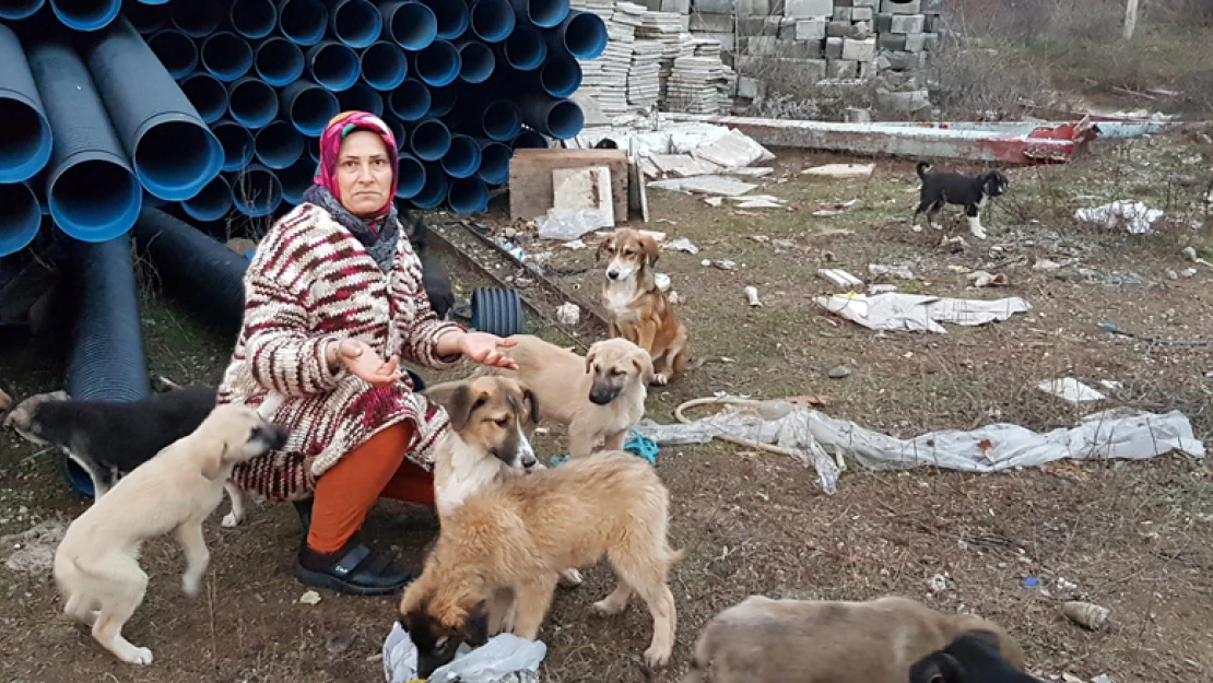 Sokak köpekleri ölüme terk edildi